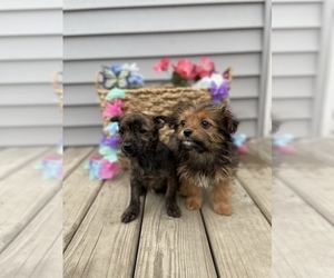 Chorkie Litter for sale in CHESTERFIELD, MI, USA