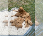 Small Photo #1 Golden Retriever Puppy For Sale in STATHAM, GA, USA