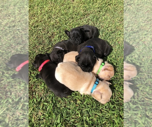 Medium Photo #1 French Bulldog Puppy For Sale in OCALA, FL, USA