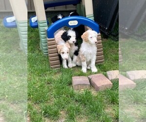 Aussiedoodle Litter for sale in BEAVER FALLS, PA, USA