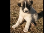 Small Photo #1 Anatolian Shepherd Puppy For Sale in DUNNEGAN, MO, USA