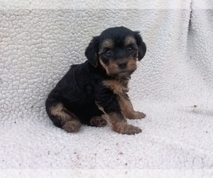 Yorkshire Terrier Litter for sale in UNION BRIDGE, MD, USA