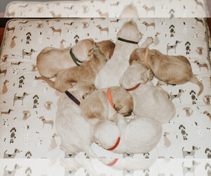 Labradoodle Litter for sale in CUMB GAP, TN, USA