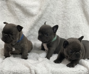 French Bulldog Litter for sale in MEMPHIS, TN, USA