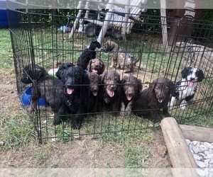 Labradoodle Litter for sale in MIDDLETOWN, OH, USA