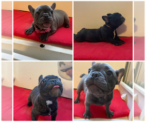 French Bulldog Litter for sale in FORNEY, TX, USA
