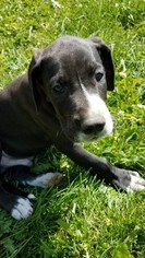 Great Dane Litter for sale in SUMNER, IA, USA