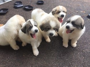 Great Pyrenees Litter for sale in COLDWATER, MS, USA