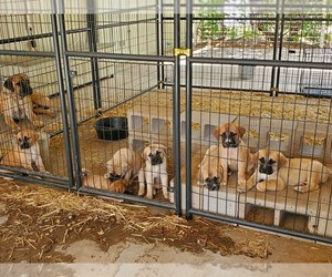 Cane Corso-Great Pyrenees Mix Litter for sale in BENSON, AZ, USA