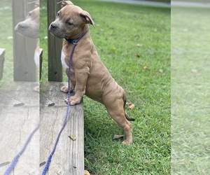 American Bully Litter for sale in CHARLOTTE, NC, USA