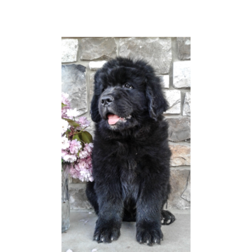 Medium Photo #1 Newfoundland Puppy For Sale in HERNDON, PA, USA