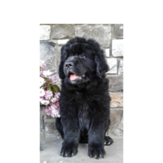 Newfoundland Litter for sale in HERNDON, PA, USA