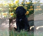 Small Photo #1 Aussiedoodle-Goldendoodle Mix Puppy For Sale in NAPPANEE, IN, USA