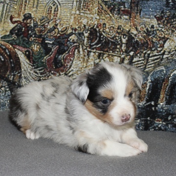 Medium Photo #1 Miniature American Shepherd Puppy For Sale in BOLIVAR, MO, USA