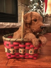 Goldendoodle Litter for sale in ELWOOD, IL, USA