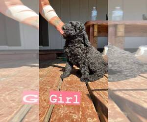 Greater Swiss Mountain Dog-Poodle (Standard) Mix Litter for sale in CHEHALIS, WA, USA