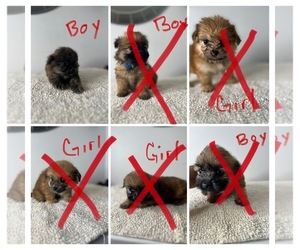 Shiranian Litter for sale in BALTIMORE, MD, USA