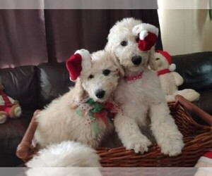 Poodle (Standard) Litter for sale in RIALTO, CA, USA