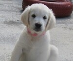 Small Photo #1 English Cream Golden Retriever Puppy For Sale in BLOUNTVILLE, TN, USA