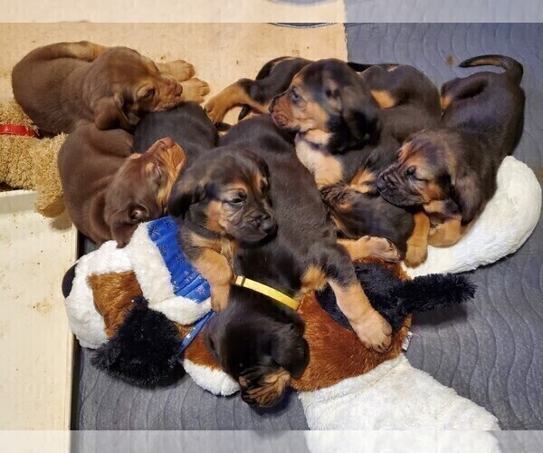 Medium Photo #1 Bloodhound Puppy For Sale in TUCSON, AZ, USA