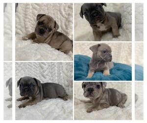 French Bulldog Litter for sale in CHESAPEAKE, VA, USA