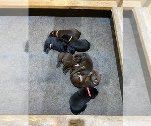 Labrador Retriever Litter for sale in GLADSTONE, VA, USA