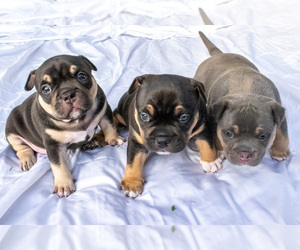 American Bully Litter for sale in COLLEGE STATION, TX, USA