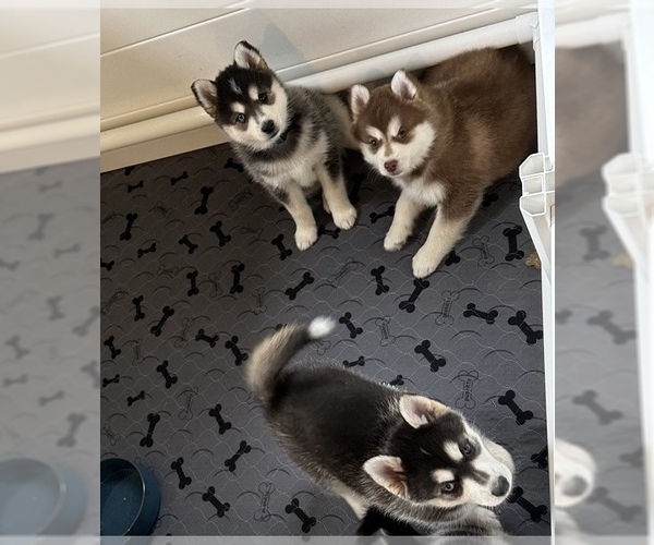 Medium Photo #1 Pomsky Puppy For Sale in BUTLER, PA, USA