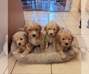 Goldendoodle Litter for sale in PLACERVILLE, CA, USA