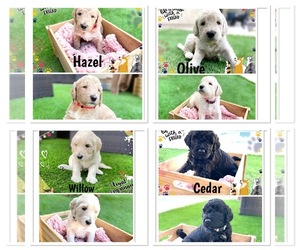 Goldendoodle Litter for sale in PEORIA, AZ, USA