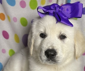 Golden Pyrenees Litter for sale in NIANGUA, MO, USA