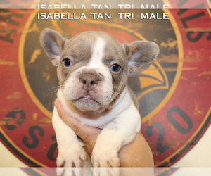 French Bulldog Litter for sale in CHANDLER, AZ, USA