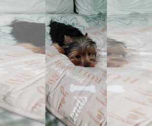 Yorkshire Terrier Litter for sale in BRIDGEPORT, CT, USA