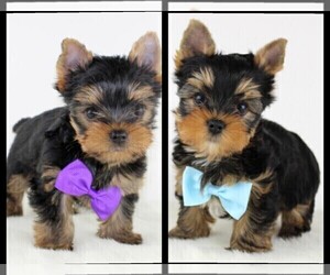 Yorkshire Terrier Litter for sale in VANCOUVER, WA, USA