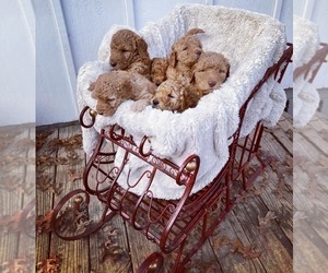 Goldendoodle Litter for sale in FAIRBURN, GA, USA