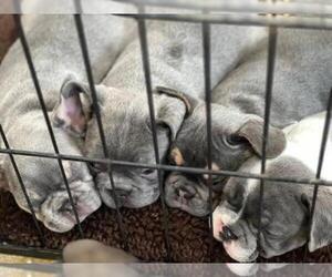French Bulldog Litter for sale in HELENA, MT, USA