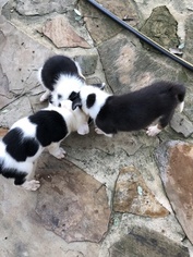 Border Collie Litter for sale in NEW BRAUNFELS, TX, USA