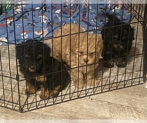 Shih-Poo Litter for sale in W MIDDLETOWN, OH, USA