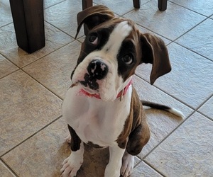 Boxer Litter for sale in ANTIOCH, IL, USA