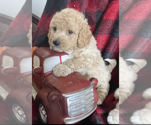 Goldendoodle (Miniature) Litter for sale in ROWLEY, MA, USA