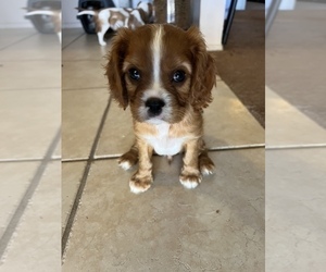 Cavalier King Charles Spaniel Litter for sale in ALBUQUERQUE, NM, USA