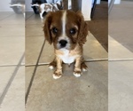 Small Photo #1 Cavalier King Charles Spaniel Puppy For Sale in ALBUQUERQUE, NM, USA