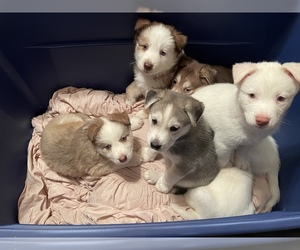 Siberian Husky Litter for sale in NEW ORLEANS, LA, USA