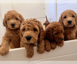 Labradoodle-Poodle (Miniature) Mix Litter for sale in RENO, NV, USA