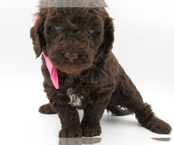Medium Photo #1 Goldendoodle-Poodle (Miniature) Mix Puppy For Sale in TELLICO PLAINS, TN, USA