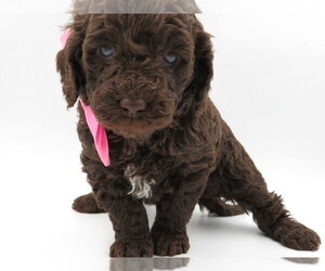 Goldendoodle-Poodle (Miniature) Mix Litter for sale in TELLICO PLAINS, TN, USA