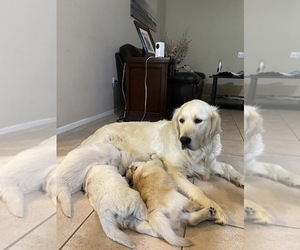 Golden Retriever Litter for sale in BEAUMONT, CA, USA
