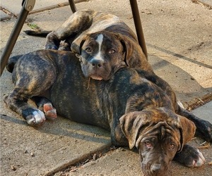 American Bulldog-Cane Corso Mix Litter for sale in DES MOINES, IA, USA