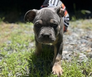 American Bully Litter for sale in INMAN, SC, USA