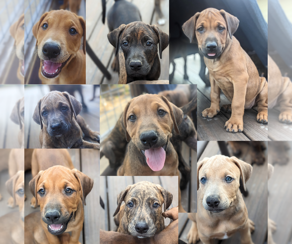Medium Photo #1 Cane Corso-Doberman Pinscher Mix Puppy For Sale in BOULDER CREEK, CA, USA
